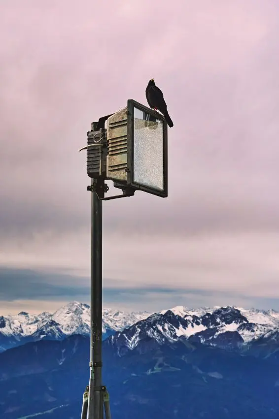 Vogel sitzt auf einem Scheinwerfer, im Hintergrund die Berge